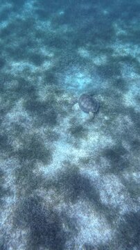 Sea turtle swimming over a seagrass-covered tropical seafloor