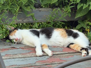 cat on the fence © James