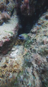 eel hiding in coral reef