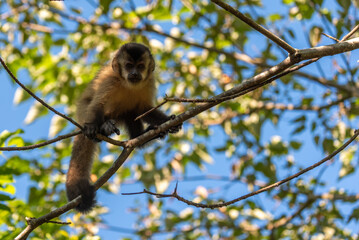 Macaco Prego © Marcos Dias