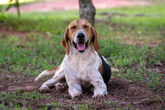 Dog Friend