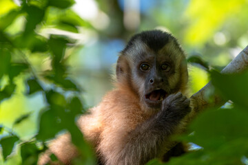 Fototapeta premium Macaco Prego