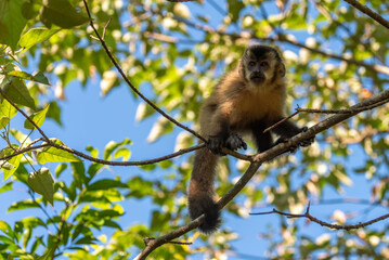 Macaco Prego © Marcos Dias