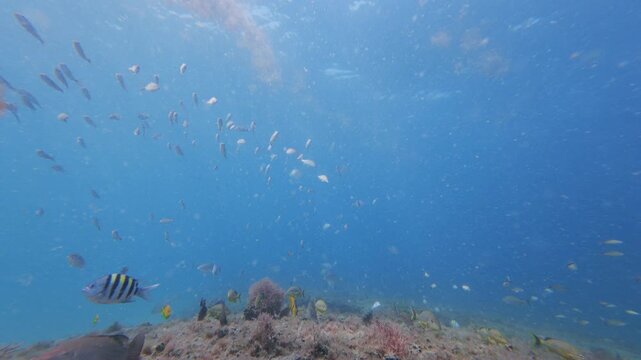 tropical fish swimming in ocean with coral reef