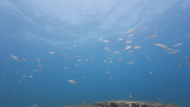 tropical fish swimming in ocean with coral reef