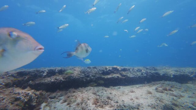tropical fish swimming in ocean with coral reef