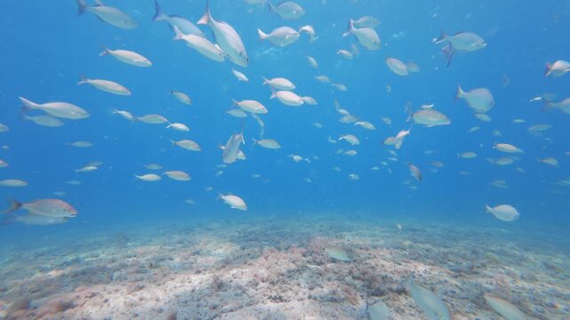 tropical fish swimming in ocean with coral reef