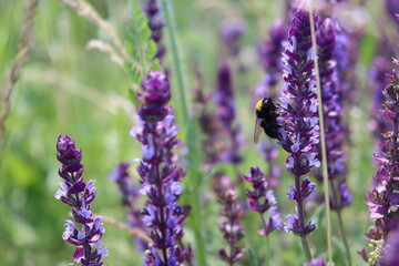 Obraz premium Bumblebee collecting nectar on purple sage flowers in summer meadow