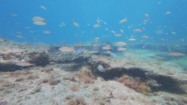 tropical fish swimming in ocean with coral reef