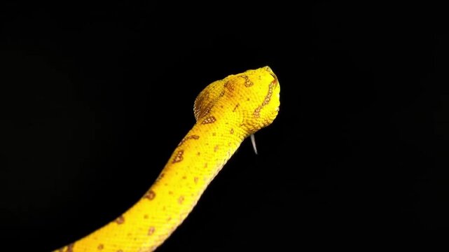 Yellow Green Tree Python Slithering on Black Background