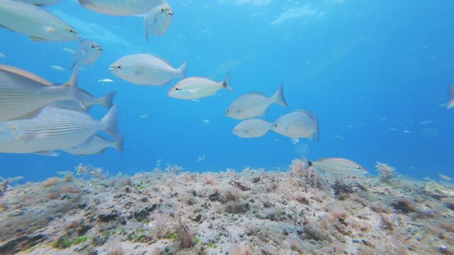 tropical fish swimming in ocean with coral reef