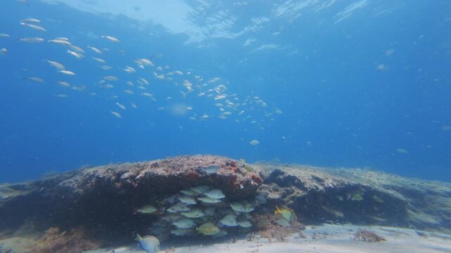tropical fish swimming in ocean with coral reef