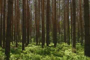 Fototapeta premium Natural Filters Through Tall Pine Trees Creating Dappled Illumination and Shadow