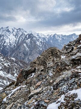 Snow leopard camouflaged on rocky mountain slope with snow and clouds.