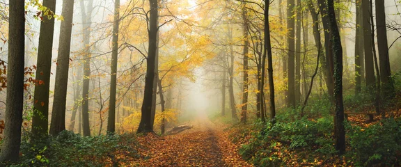 Dreamy nature scenery with fairytale golden mood in a foggy forest in autumn, with a soft beam of light illuminating the mist © Smileus