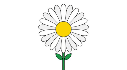 Daisy flower stands upright with white petals and a yellow center in a simple botanical illustration. © Awais