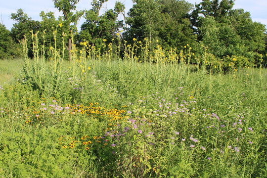 Field of wildflowers with compass plants in the background at Linne Woods in Morton Grove, Illinois