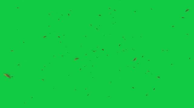 5 Bee Wasp Swarm Fullscreen Animation Pack &ndash; Dense, Medium, Close Flyby, Cloud, Mixed Depth &ndash; Green Screen Overlay Graphic Element