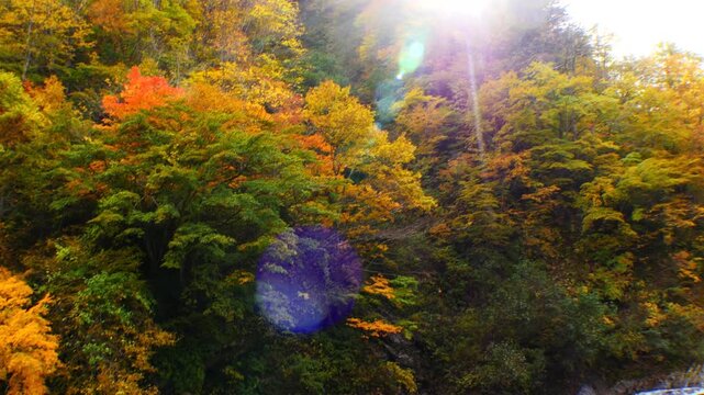 紅葉の奥裾花渓谷　色付く木々から裾花川へドリー撮影