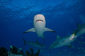 Naklejka premium Reef shark swimming head-on near the surface with background reef sharks