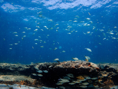 tropical fish swimming in ocean with coral reef
