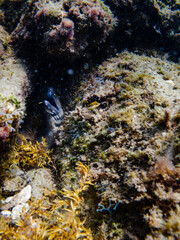 eel hiding in coral reef © Matthew Tighe
