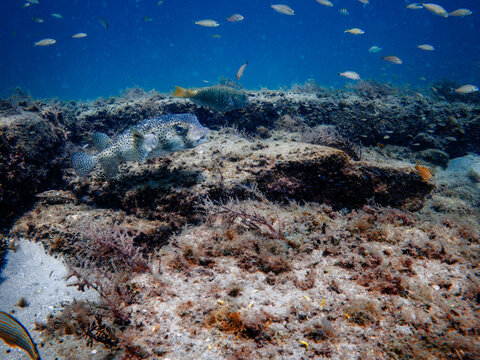 underwater view of pufferfish swimming in ocean