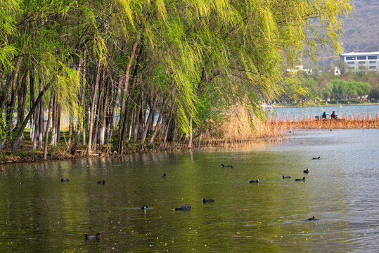 Spring Lake View at Lingzhou Xuanwu Lake Nanjing, Green Weeping Willows and Coots