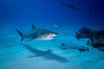 Fototapeta premium Tiger shark cruising above a sandy seabed with a background reef shark