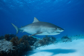 Naklejka premium Tiger shark cruising past a coral patch and a light sandy seabed