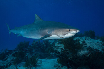 Naklejka premium Large tiger shark swimming low above a dark coral reef ridge