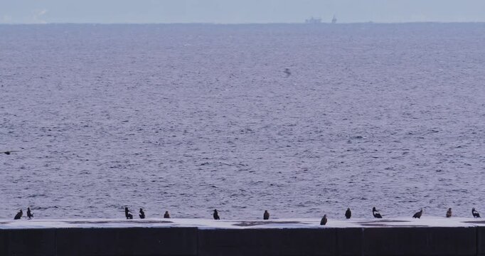 A group of Steller&rsquo;s sea eagles and white-tailed eagles resting along a snowy winter coastline in Hokkaido, Japan, with the cold sea in the background.