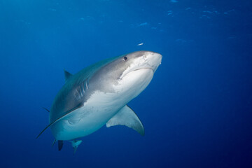 Fototapeta premium iger shark swimming upward through clear blue open water