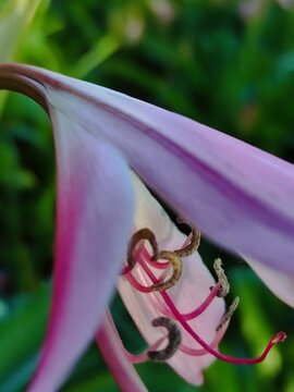 First view of a lovely pink-hued flower blooming in the garden.Primera vista de una encantadora flor de tonalidad rosa floreciendo en el jard&iacute;n.(7).