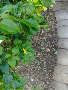 Many green shrubs in the gardens in the afternoon.Muchos arbustos verdes de los jardines por la tarde.(11).