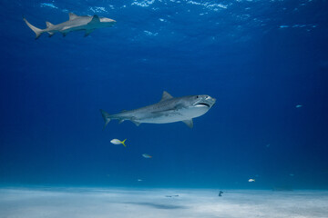 Obraz premium Tiger shark cruising above a sandy seabed with a background lemon shark beneath a rippling surface