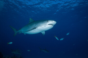 Naklejka premium Tiger shark swimming beneath a rippling ocean surface with passing background fish