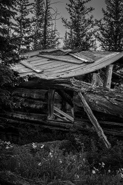 Reclaimed by the Pines