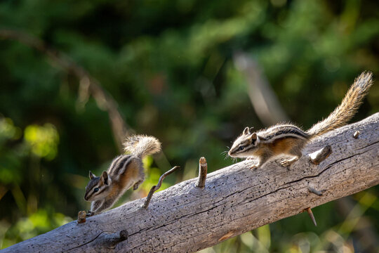 Follow the Leader