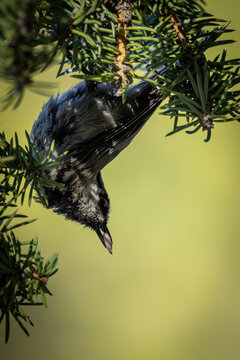 The Pine Canopy Harvest