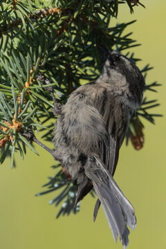 Evergreen Acrobat