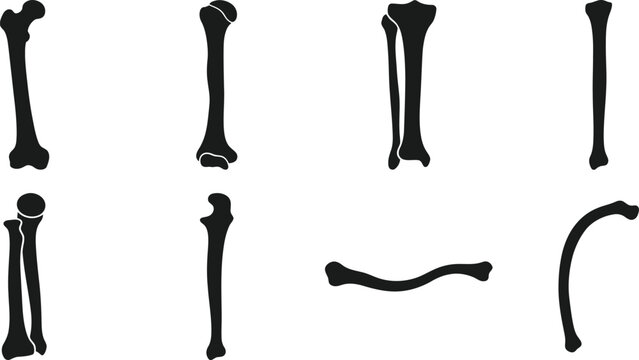 Human Bones Anatomy Long Bone Silhouette Vector Collection for Medical Education, Orthopedic Research, Biology Study, Scientific Illustration, and Healthcare Design