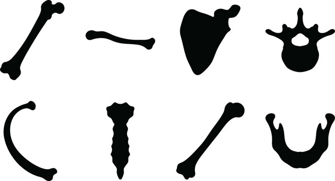 Human Skeleton Anatomy Bone Silhouette Vector Collection Featuring Scapula, Vertebra, Sternum, Rib, Mandible, and Long Bones for Medical Education and Scientific Design