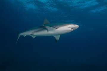 Fototapeta premium Caribbean reef shark swimming through deep blue water