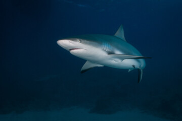 Obraz premium Caribbean reef shark swimming close by over a dark sandy seabed background The Bahamas