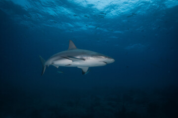 Fototapeta premium Caribbean reef shark swimming in deep blue water below a rippling surface 