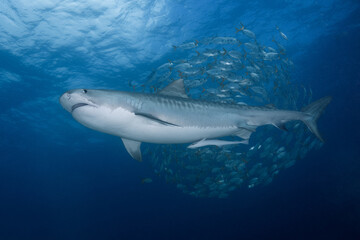 Fototapeta premium Tiger shark cruising through clear blue water with a large school of jacks gathering in the background