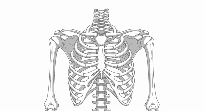 Anatomical illustration of the human rib cage and upper torso skeleton.