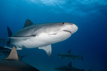 Naklejka premium Up-close view of a large tiger shark swimming with multiple background Caribbean reef sharks