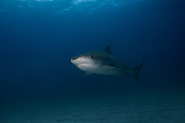Obraz premium Wide angle view of a tiger shark swimming through deep blue open water